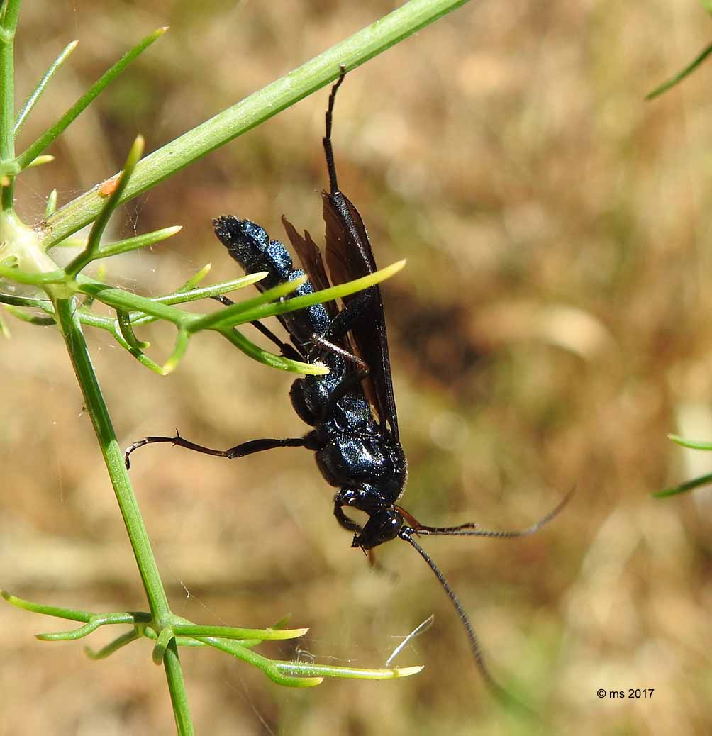 Ichneumonidae (Trogus lapidator)  e Pompilidae